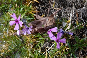 f0360815_15195875.jpg
