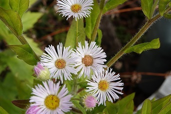 f0360815_15195904.jpg