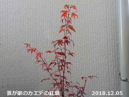 e0033229_16405581.jpg