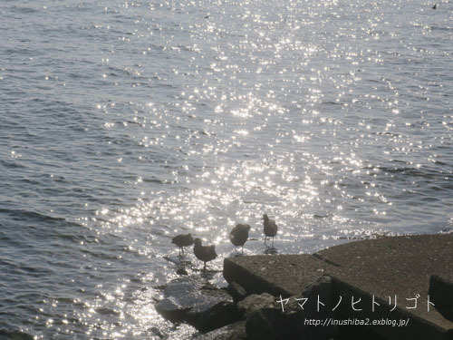おいしいお寿司_e0394031_06160880.jpg
