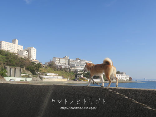 おいしいお寿司_e0394031_06161127.jpg