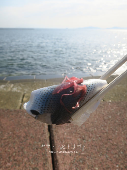 おいしいお寿司_e0394031_06161904.jpg