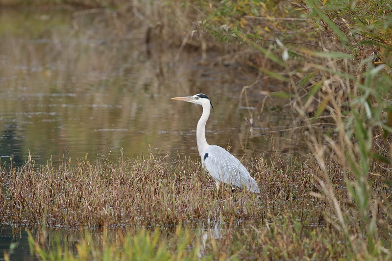 野鳥_f0327034_20273692.jpg