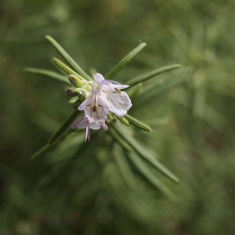 Rosemary Officinalis/Salvia rosmarinus_a0329935_08485772.jpeg