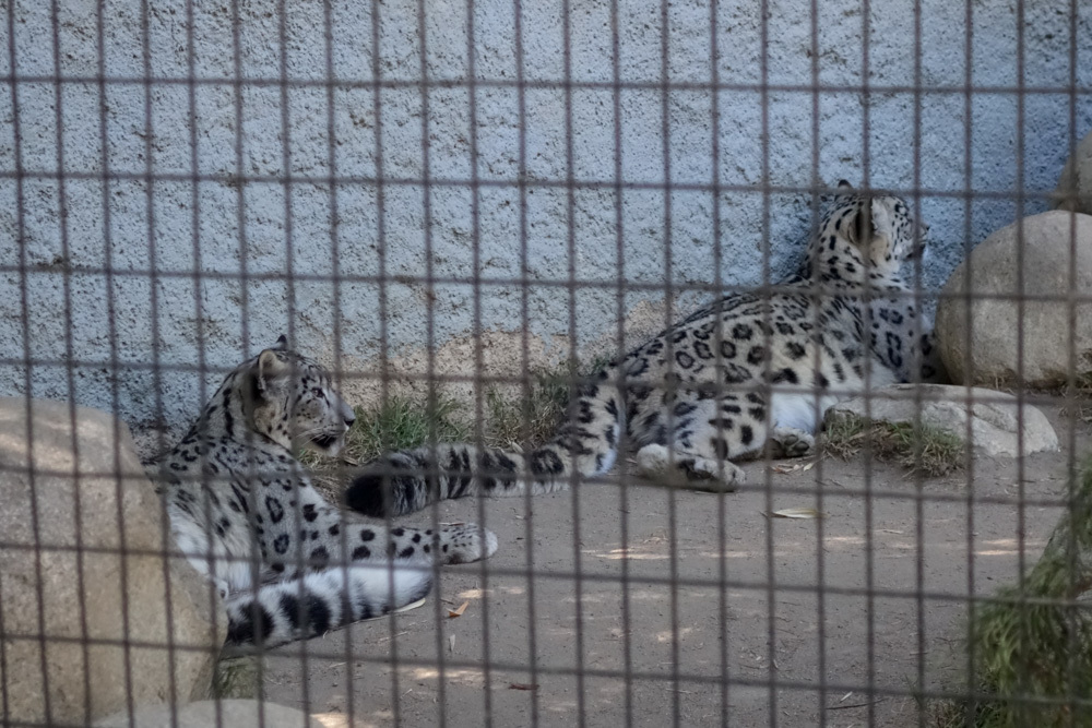  September 2018 Los Angeles Zoo 7_b0330044_22335907.jpg