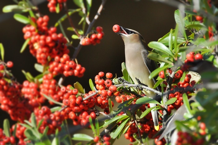 Cedar Waxwing_b0369375_07203129.jpg