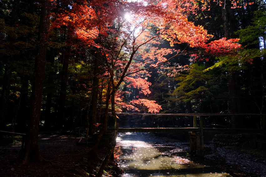 小國神社紅葉 4 長い木の橋 小國神社紅葉 4 長い木の橋