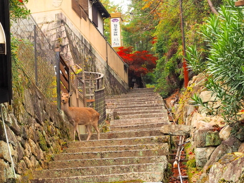 西日本豪雨災害復興支援の旅～広島_f0357183_21541222.jpg