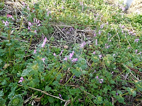 e0086885_15450996.jpg