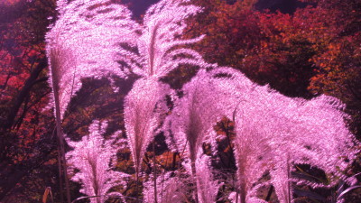 明日への遺言 有馬頼底 金閣寺 楽天ブックス: 明日への遺言 - 有馬頼底