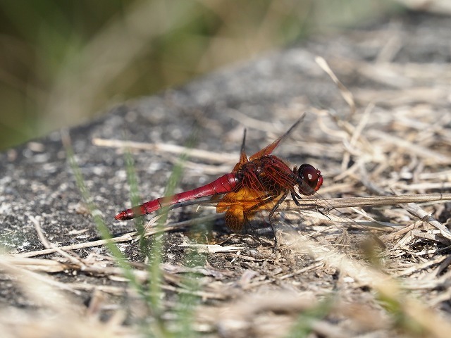 d0156387_21145005.jpg