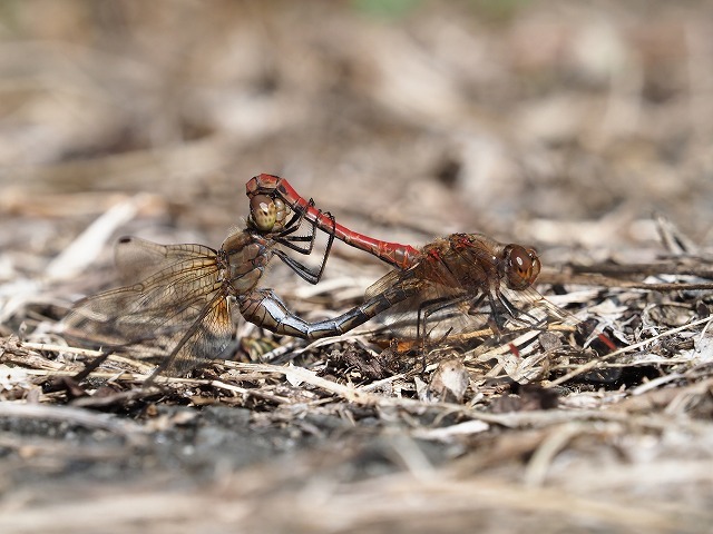 d0156387_21152361.jpg