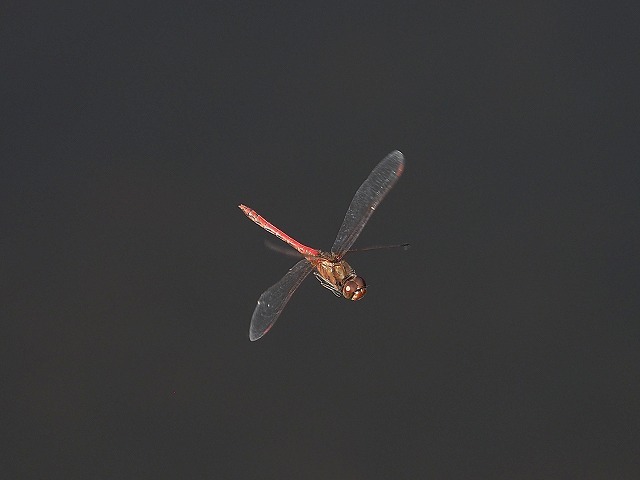 d0156387_21153775.jpg