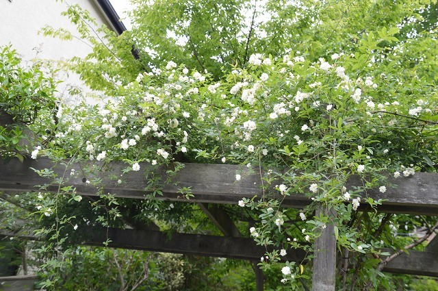 4月23・26日の庭。_c0124100_15222514.jpg