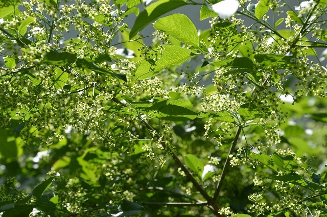 日差しが強くなってきた…5月4・8日の庭。_c0124100_16545291.jpg