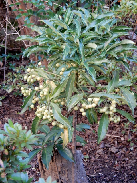 e0025300_20314017.jpg