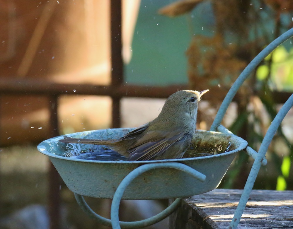 庭の水場にウグイスが、、_f0305401_14191178.jpg