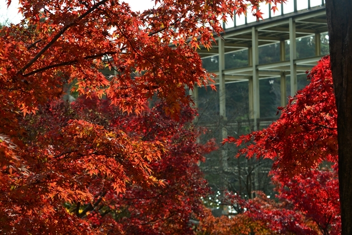 けいはんな記念公園　①　もみじ谷の紅葉♪_a0240403_11180477.jpg