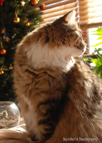 鳥を見た姉弟猫の反応_b0253205_11132352.jpg
