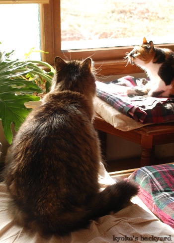 鳥を見た姉弟猫の反応_b0253205_11135831.jpg