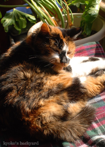 鳥を見た姉弟猫の反応_b0253205_11150023.jpg