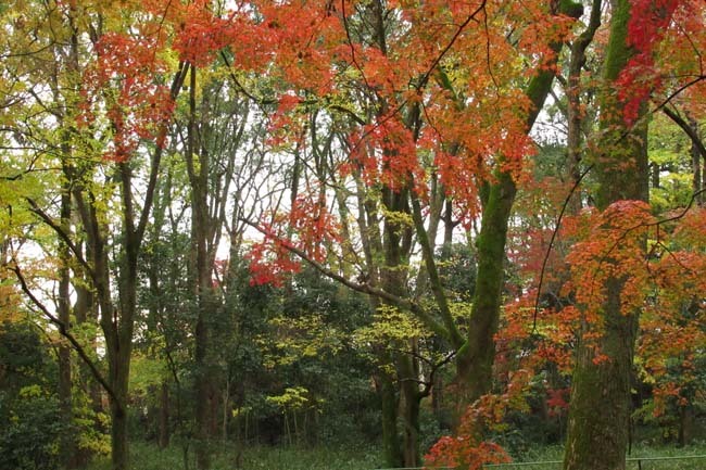 下賀茂神社と糺の森2_e0048413_16480305.jpg
