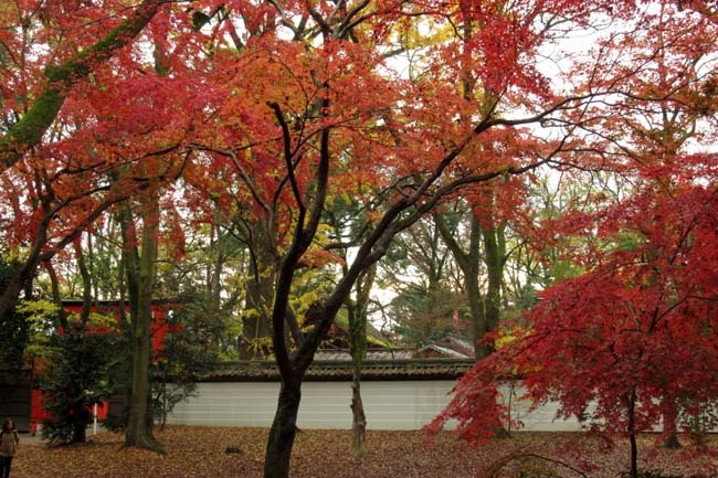 下賀茂神社と糺の森2_e0048413_16482446.jpg