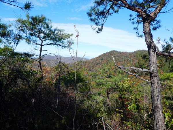 寂光院登山口から　継鹿尾山 (273M)  　登頂 編_d0170615_22150549.jpg