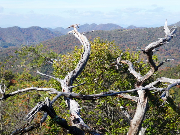 寂光院登山口から　継鹿尾山 (273M)  　登頂 編_d0170615_22151339.jpg