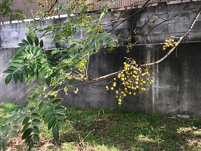 e0373815_13114471.jpg