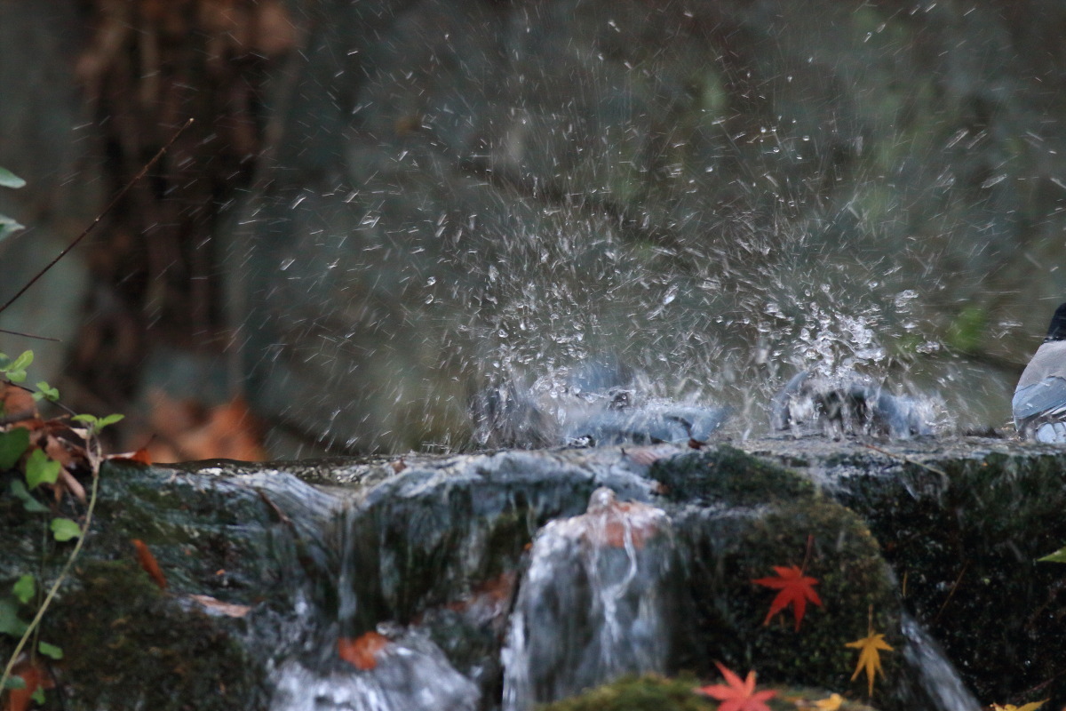 オナガ　楓の葉と水浴びと_f0369315_13303728.jpg