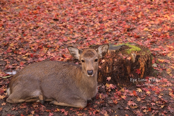 鹿活～紅葉Last Ver.~_f0353524_22383133.jpg