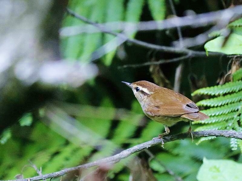 2018夏の思い出…③ヤブサメに会った_d0367529_22064840.jpg