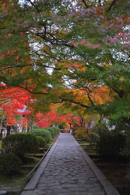 紅葉の京都2018 －一休寺へ－ _b0169330_22404415.jpg