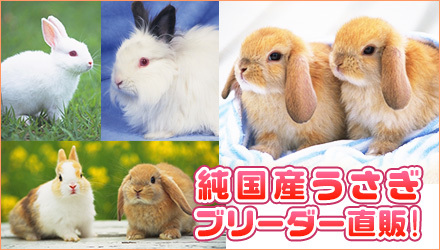 チョコ色でかわいい ネザーランドドワーフなら 宮城 仙台ペットショップ鈴花 チョコ色でかわいい ネザーランドドワーフなら 宮城 仙台ペットショップ鈴花