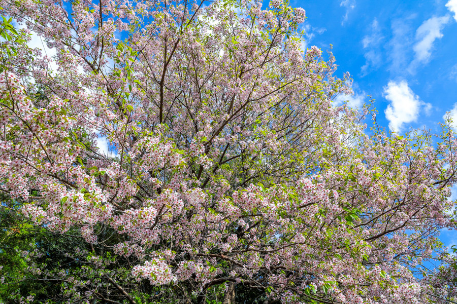 高草山のヒマラヤ桜_d0377637_16282109.jpg