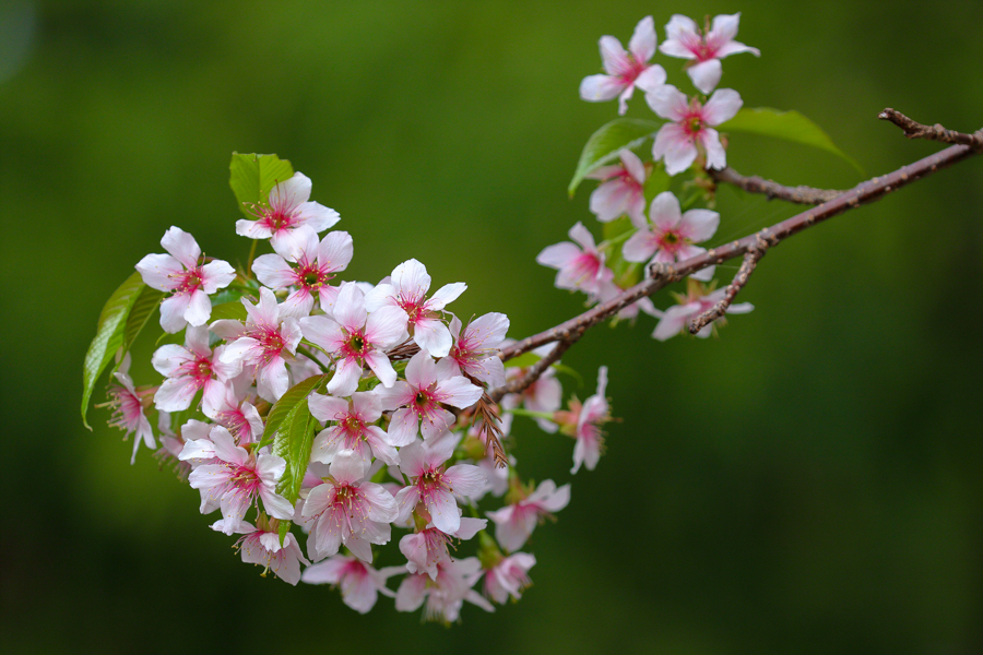 高草山のヒマラヤ桜_d0377637_16282297.jpg