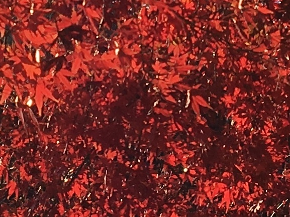 b0330040_20414452.jpeg
