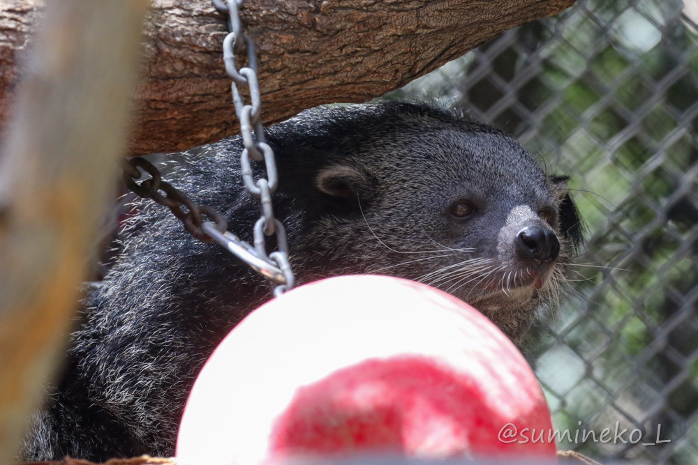  September 2018 Los Angeles Zoo 7_b0330044_22365058.jpg