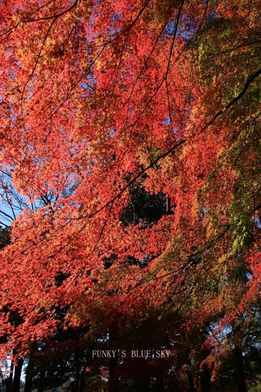 c0145250_12173033.jpg