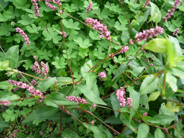 c0043055_11005198.jpg