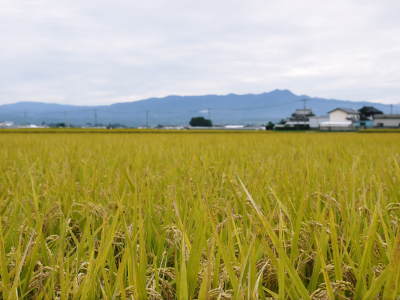 安全で美味しい熊本のお米を紹介!その2:水にこだわる匠のお米!「菊池水源棚田米」_a0254656_18123569.jpg