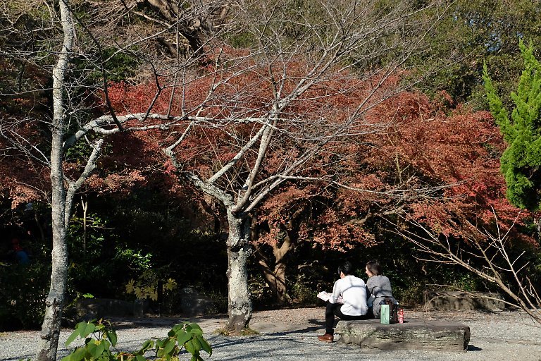 高徳院（１２月４日）_c0057265_12485841.jpg