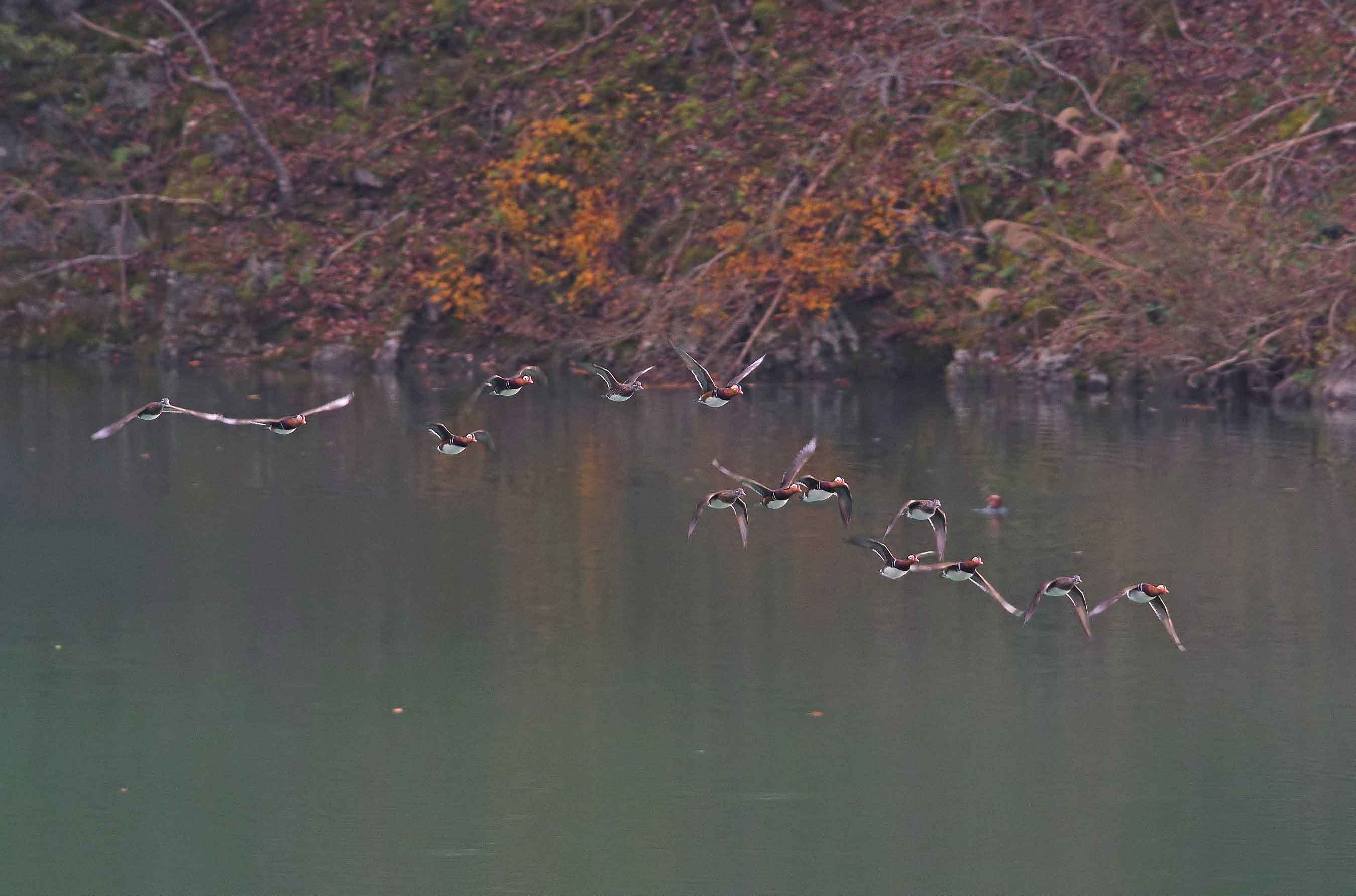 2018年　　12月　　野鳥_c0176183_14495498.jpg