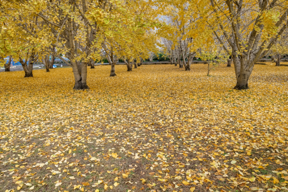 e0176993_09212510.jpg