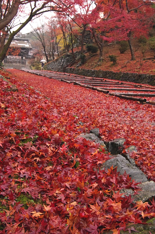 毘沙門堂　紅葉_c0382798_10323926.jpg