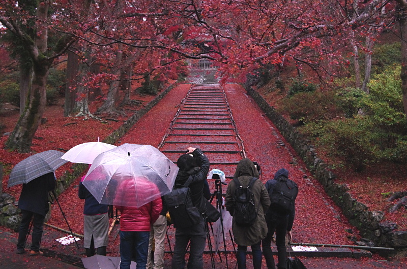 毘沙門堂　紅葉_c0382798_10325264.jpg