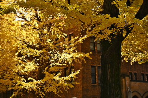 a0263109_10431310.jpg
