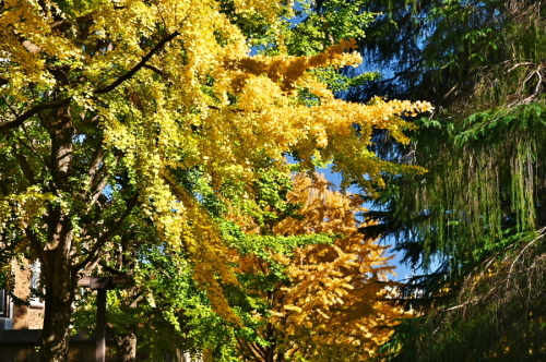 a0263109_10431339.jpg