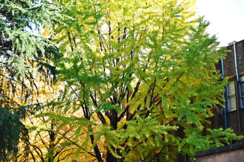 a0263109_10431442.jpg